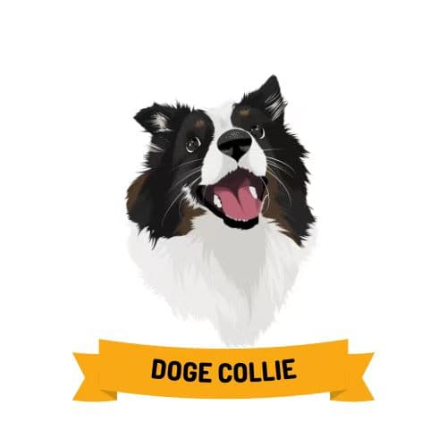 DogeCollie