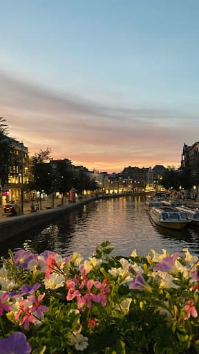 view with sunset and flower