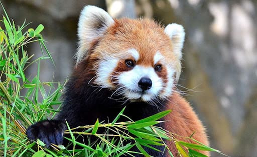 RedPanda