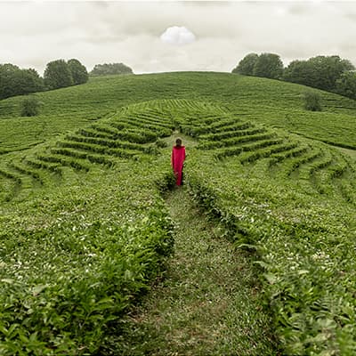 Wandering by Dasha Pears