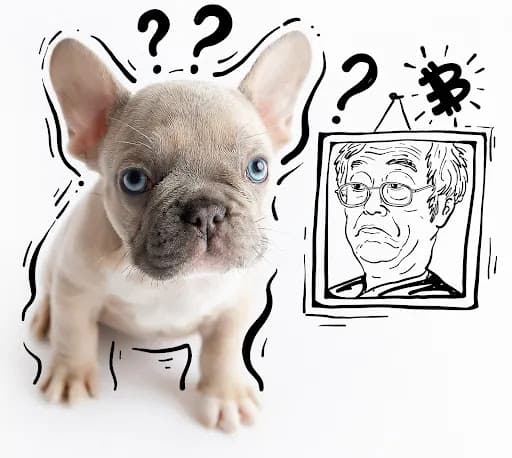 Bullishly Bred - Real French Bulldogs