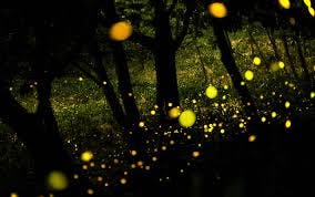 firefly